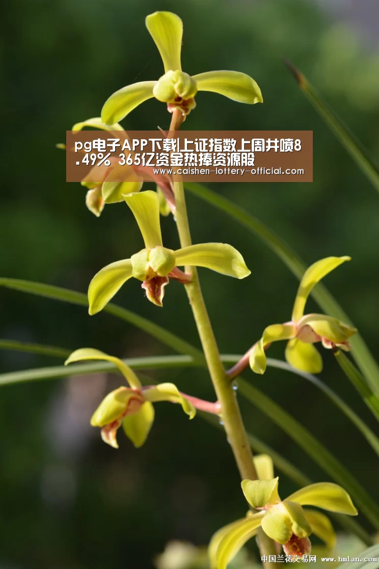 pg电子下载
